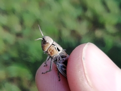 Arcyptera microptera