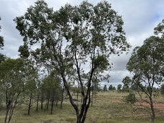 Eucalyptus populnea