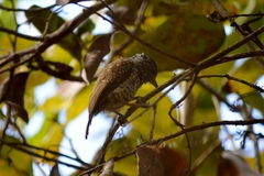 Picumnus albosquamatus
