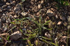 Plantago argentea