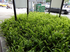 Nephrolepis cordifolia