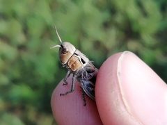 Arcyptera microptera