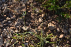 Plantago argentea