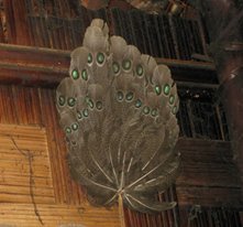 Polyplectron bicalcaratum