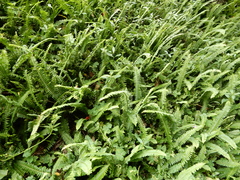 Nephrolepis cordifolia