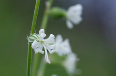 Silene dichotoma