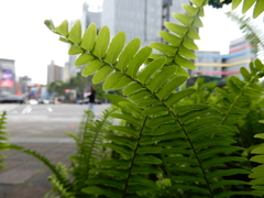 Nephrolepis cordifolia