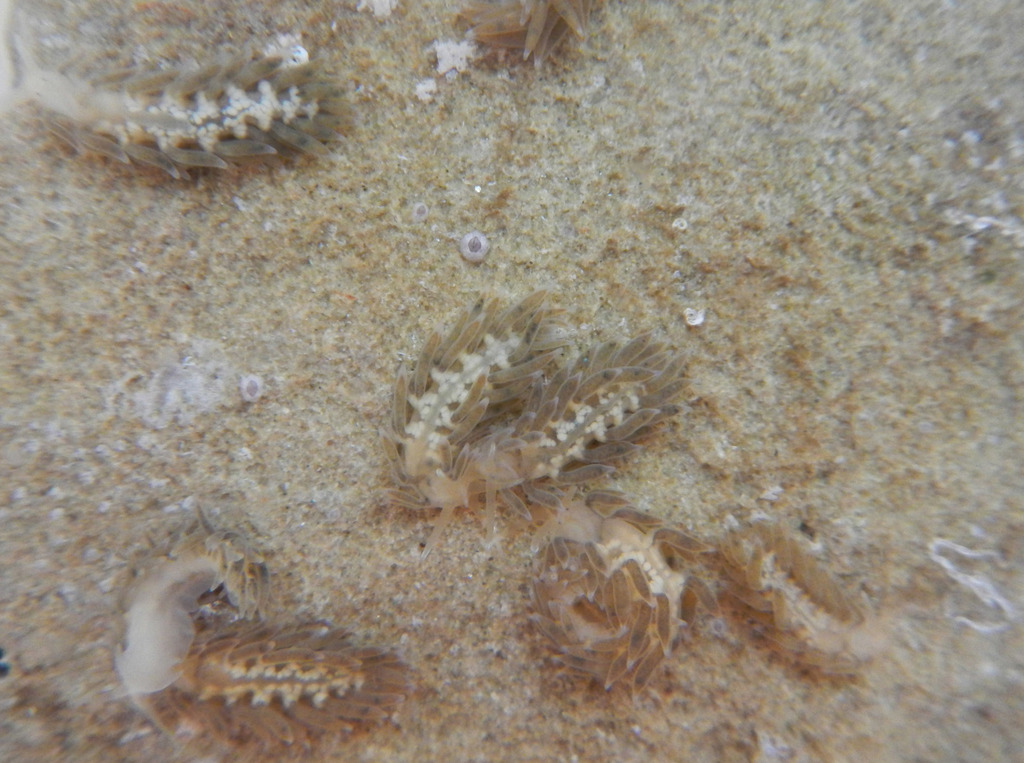 Calmidae