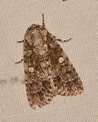 Acronicta afflicta