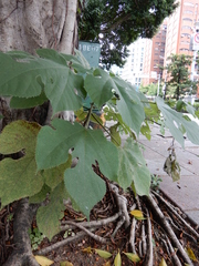 Broussonetia papyrifera