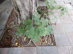 Broussonetia papyrifera