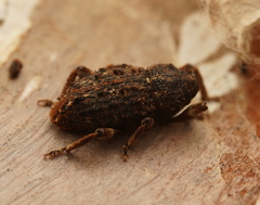 Poropterus melancholicus