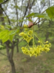 Acer pictum