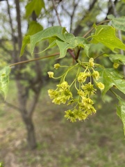 Acer pictum