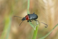 Heliotaurus ruficollis