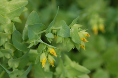 Cerinthe minor