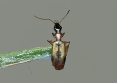 Demetrias imperialis