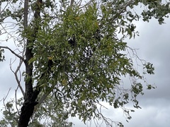 Dendrophthoe glabrescens