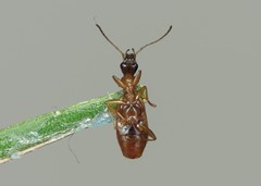 Demetrias imperialis