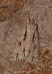 Acronicta lobeliae