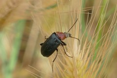 Heliotaurus ruficollis