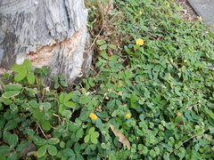 Arachis pintoi