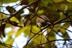 Picumnus albosquamatus