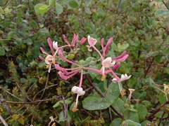 Lonicera etrusca