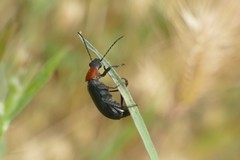 Heliotaurus ruficollis