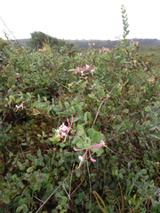 Lonicera etrusca
