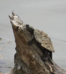 Graptemys pseudogeographica