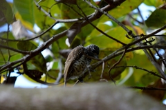 Picumnus albosquamatus