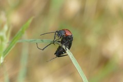 Heliotaurus ruficollis