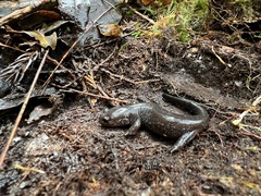 Taiwan Lesser Salamander photo 4
