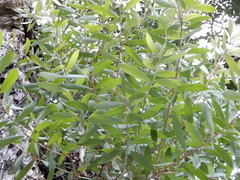 Melaleuca
