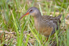 Clapper Rail photo 2