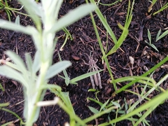 Arcyptera microptera