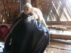 Trachypithecus pileatus