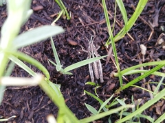 Arcyptera microptera