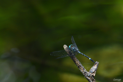Notiothemis jonesi