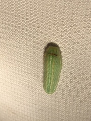 Satyrium tetra