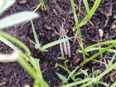 Arcyptera microptera