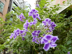 Duranta erecta