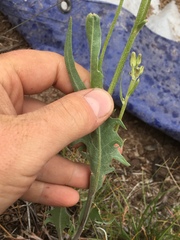 Crepis acuminata
