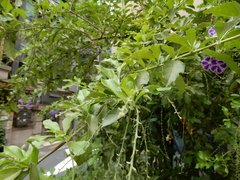 Duranta erecta