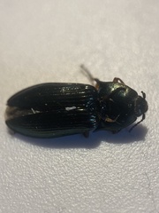 Selatosomus aeneus