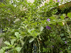 Duranta erecta