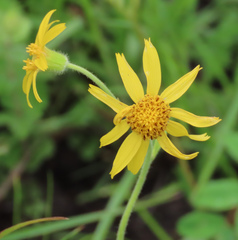 Arnica acaulis