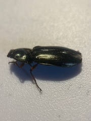 Selatosomus aeneus