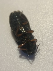Selatosomus aeneus